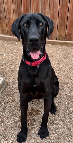 Krackle, Great Dane/Labrador Retriever, adult, available for adoption