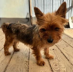 Doreen, Yorkshire Terrier Yorkie, adult, available for adoption