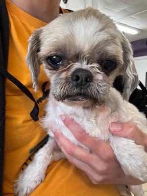 Daisy, Shih Tzu, senior, available for adoption