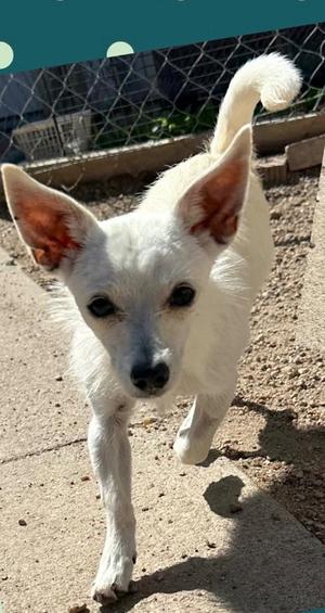 Shing, Terrier, adult, available for adoption