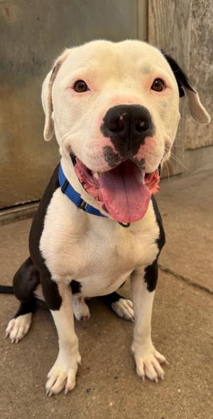 Colt, Pit Bull Terrier, young, available for adoption