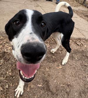 Billy, Border Collie/Hound, adult, available for adoption