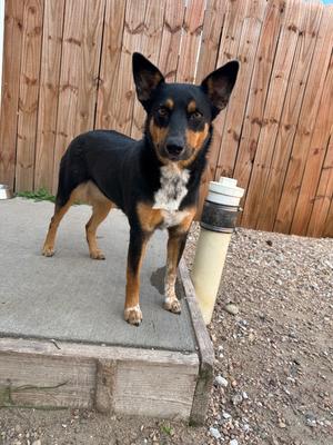 Jolene, Australian Cattle Dog/Blue Heeler/Corgi, adult, available for adoption