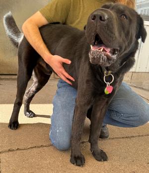 Hulk, Labrador Retriever/Shar Pei, adult, available for adoption