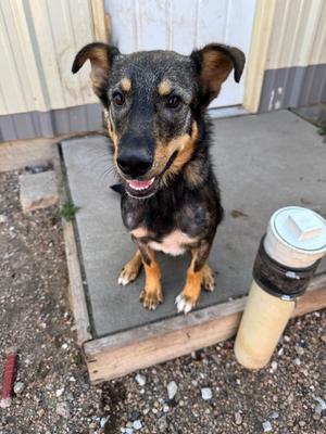 Rucker, German Shepherd Dog/Husky, young, available for adoption