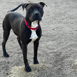 Toby, Pit Bull Terrier, senior, available for adoption