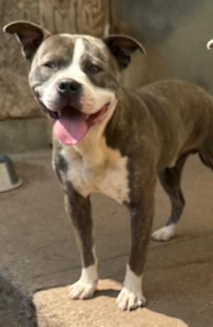 Luca, Pit Bull Terrier, young, available for adoption