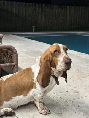 Sage, Basset Hound, young, available for adoption