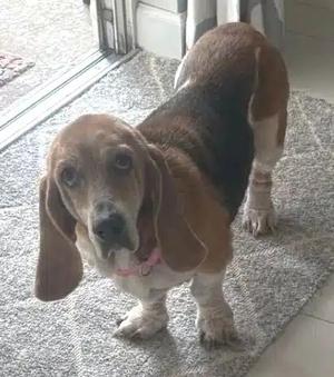 A basset hound standing on a carpeted floor near a glass door.