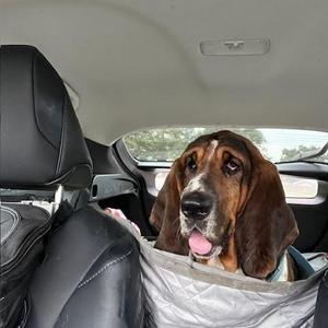Pepper, Basset Hound, young, available for adoption