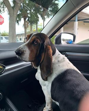 Murphy, Basset Hound, adult, available for adoption