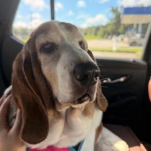Luna, Basset Hound, adult, available for adoption