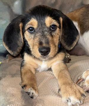 Abby, Basset Hound / Schnauzer, puppy, available for adoption