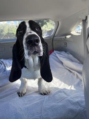 Chowder, Basset Hound, young, available for adoption
