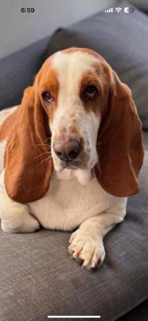 Daisy Mae, Basset Hound, young, available for adoption