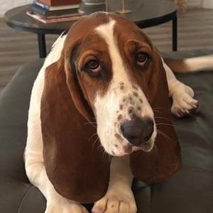 Lucy, Basset Hound, young, available for adoption