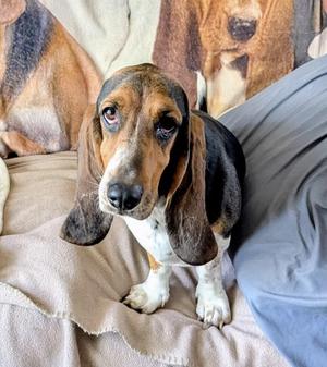 Lucy, Basset Hound, young, available for adoption