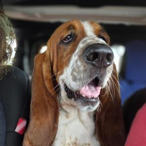 Leroy, Basset Hound, young, available for adoption