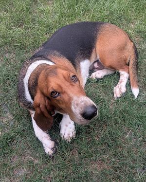 A basset hound dog lying on grass, looking up at the camera with large, droopy ears and a long snout.