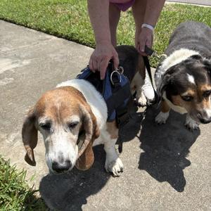 Sadie & Leia, Basset Hound, senior, available for adoption
