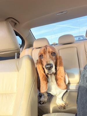 Peanut, Basset Hound, adult, available for adoption