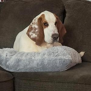 Hank, Basset Hound, young, available for adoption