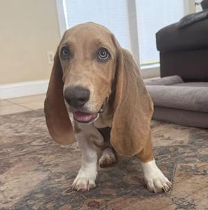 A basset hound puppy with long floppy ears and a brown and white coat is sitting on a patterned carpet. The puppy has a curious expression with its mouth slightly open, showing its tongue. In the background, there is a couch and a window with blinds.
