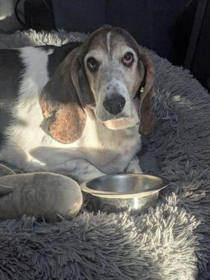 A basset hound dog lying on a fluffy gray blanket with a metal bowl in front of it.
