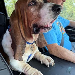 Loki, Basset Hound, adult, available for adoption