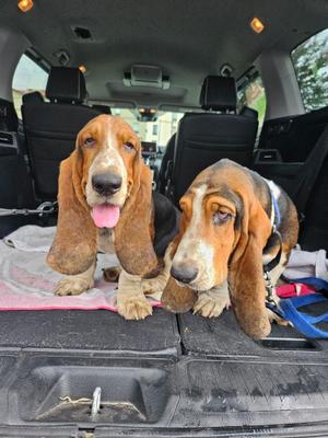 Leroy & Rufus, Basset Hound, young, available for adoption