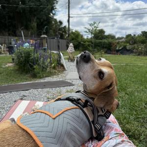 Anchor, Basset Hound / Yellow Labrador Retriever, adult, available for adoption