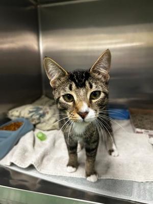 Estrella, kitten, available for adoption
