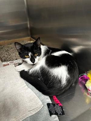 Pandita, kitten, available for adoption