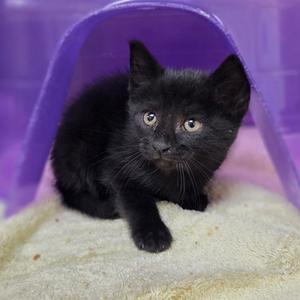 Lilith, kitten, available for adoption
