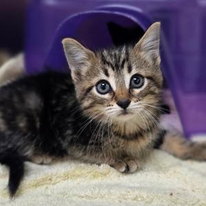Amaryllis, kitten, available for adoption