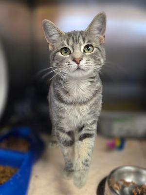 Bonsai, kitten, available for adoption