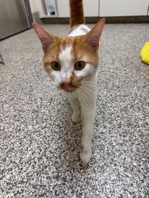 A ginger and white cat walking on a speckled floor, looking directly at the camera.