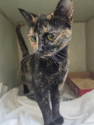 A tortoiseshell cat with a mix of black, brown, and orange fur, standing on a white blanket. The cat has large, expressive eyes and is looking slightly to the side. The background appears to be a simple indoor setting with a cardboard box and a beige wall.