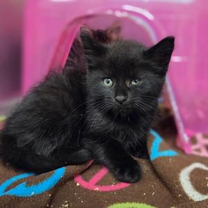 Ophelia, kitten, available for adoption