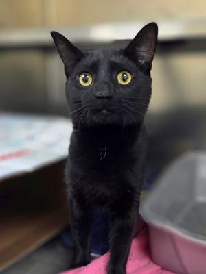 Fredrickson, young, available for adoption
