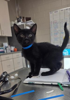 Gnocchi, kitten, available for adoption
