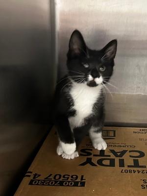 Luna, kitten, available for adoption