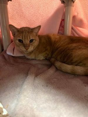Buffy, senior, available for adoption