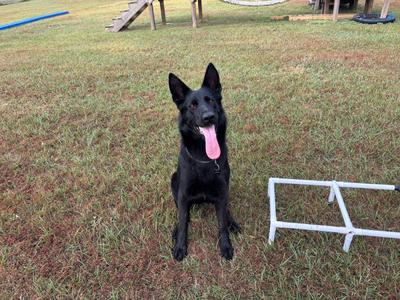 A black dog with its tongue out, sitting on a grassy field with a white frame in the background.