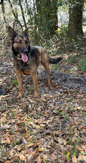 Splash, German Shepherd Dog, young, available for adoption