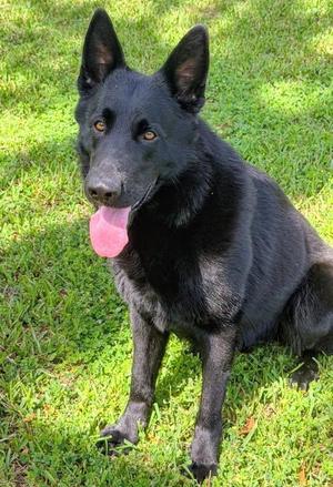 Opto, German Shepherd Dog, young, available for adoption