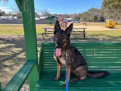 Missy, German Shepherd Dog, adult, available for adoption