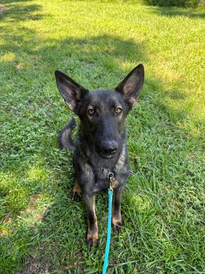 Peaches, German Shepherd Dog, young, available for adoption
