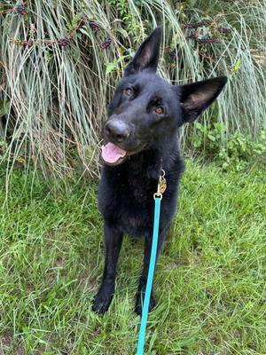 Digby, German Shepherd Dog, young, available for adoption