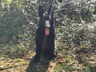 A black dog with its tongue out, sitting in a grassy area with trees in the background.